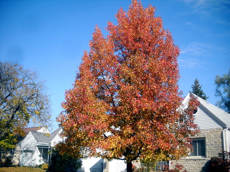 Art's Bayfield Almanac 11/12/11 SYCAMORE, SWEETGUM AND A TOXIC TAR BABY