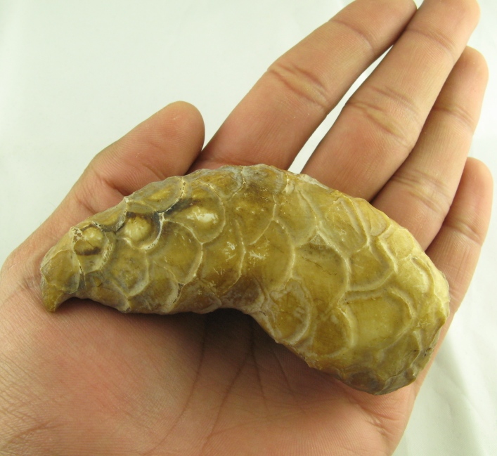 1. Повышенное количество глотаемых волос