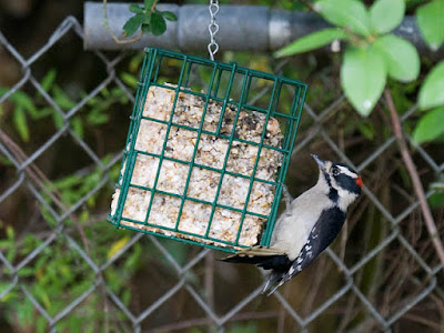 Photo of Downy Woodpecker on a suet feeder