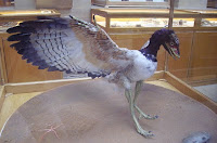 Fuente: By Ballista, CC BY-SA 3.0, https://commons.wikimedia.org/w/index.php?curid=1115751 Reproducción de Archaeopteryx