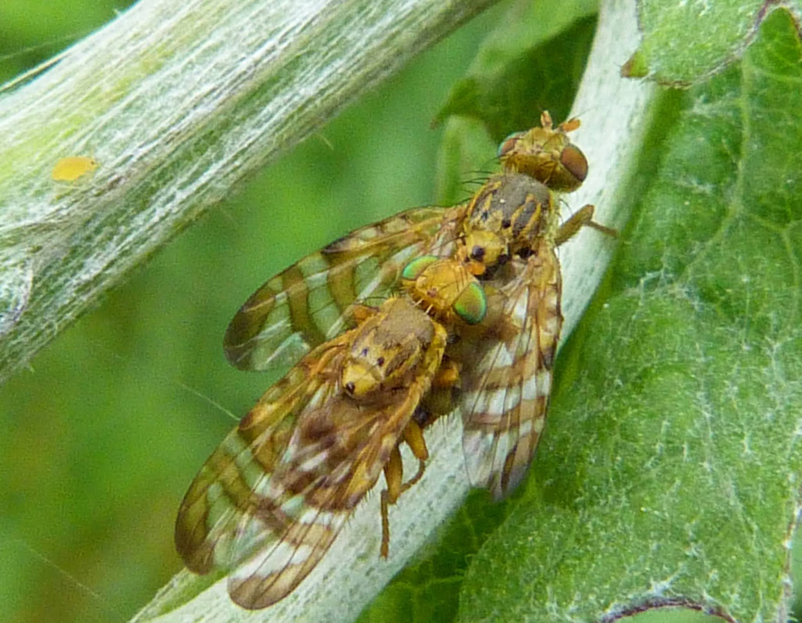 Insects of Scotland Other Flies/Picturewing Flies