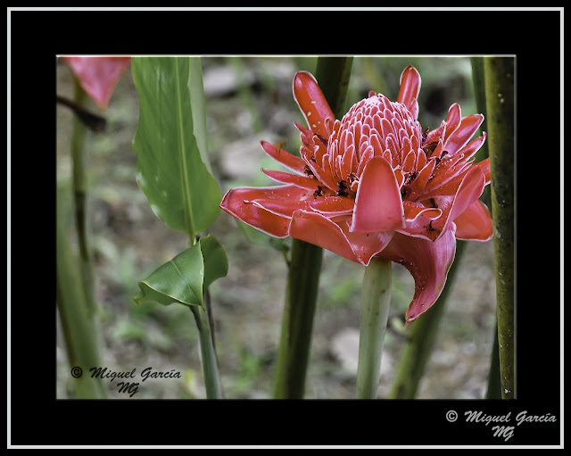 Flores. Iquitos, Perú