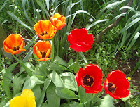 Tulipanes