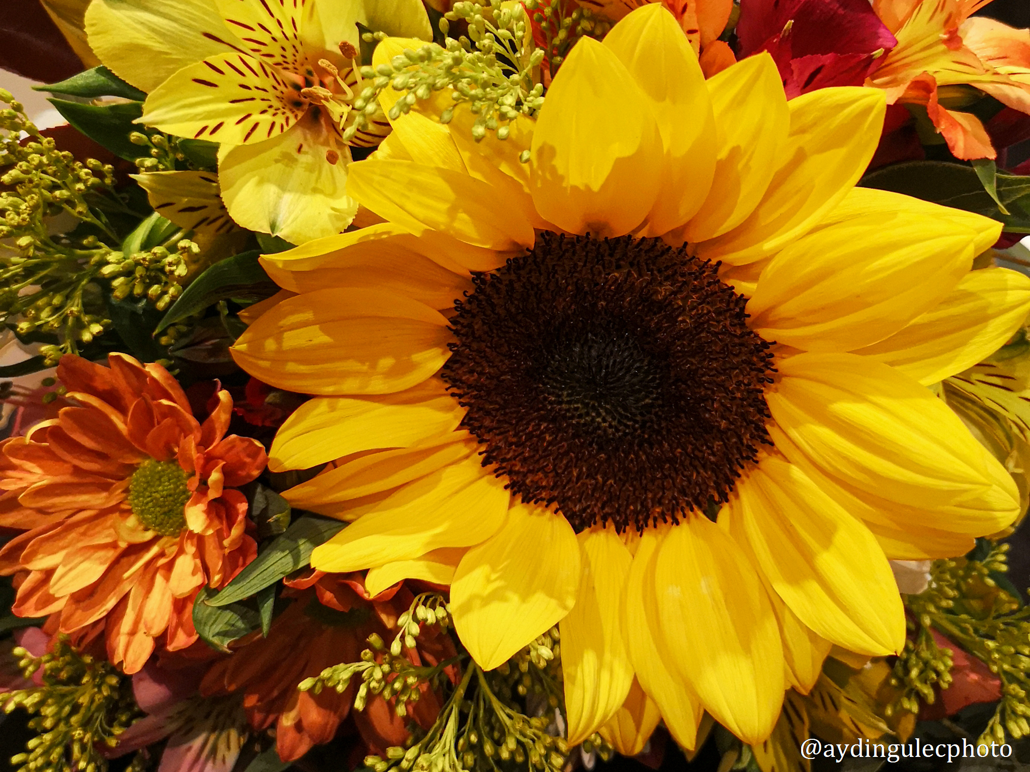 Aydin Gulec: Sunflower in Bouquet