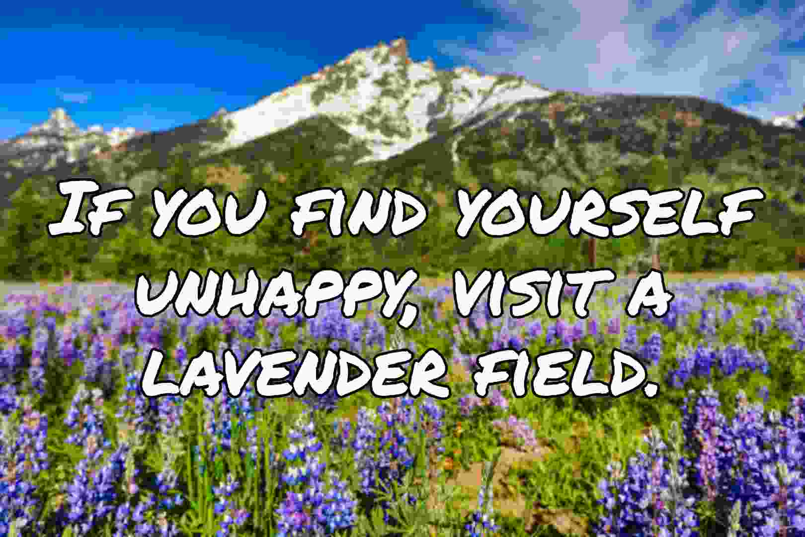 40+ Lavender captions for Instagram (A garden lover voice)