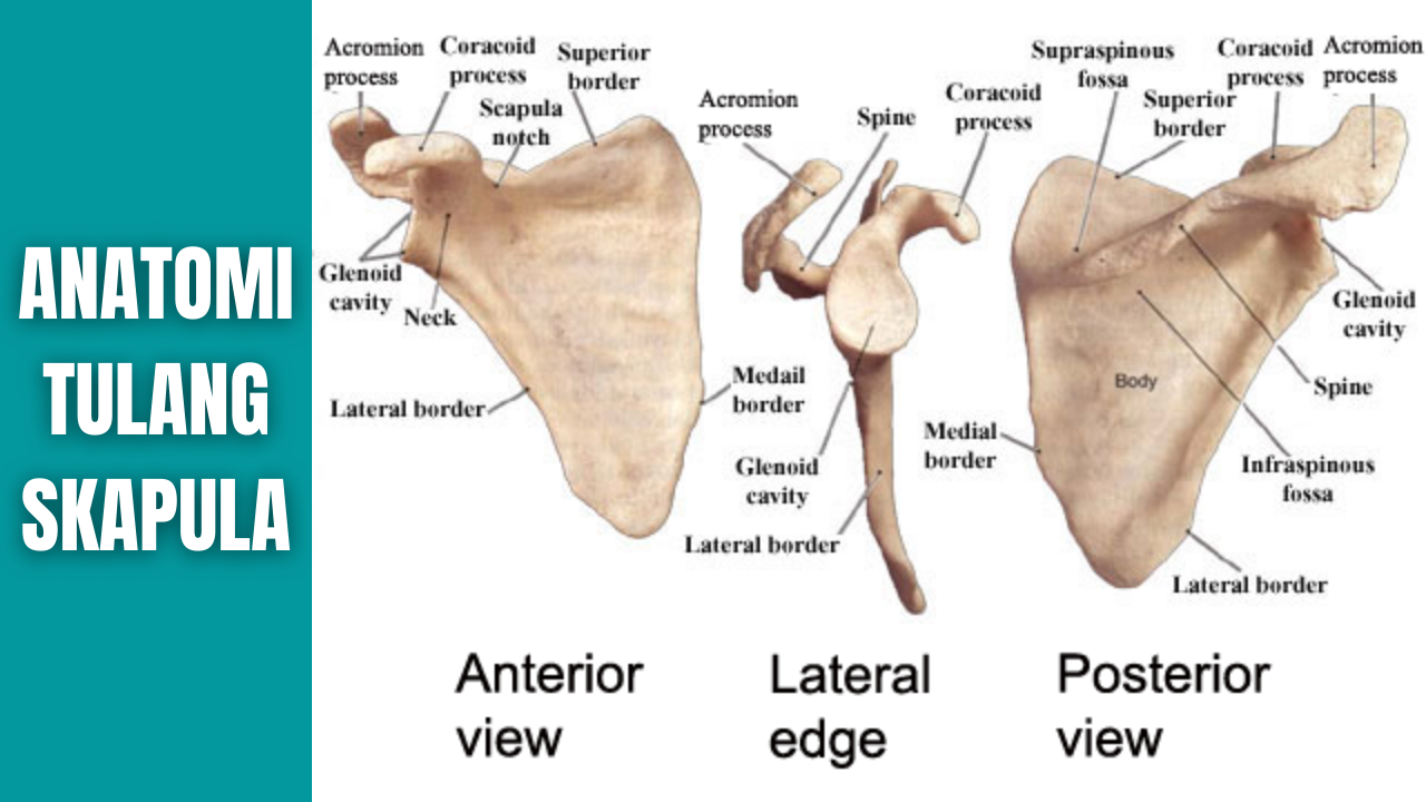 Лопатка человека анатомия. Лопатка кость анатомия. Лопатка анатомия Синельников. Лопатка строение Синельников. Анатомические структуры лопатки.