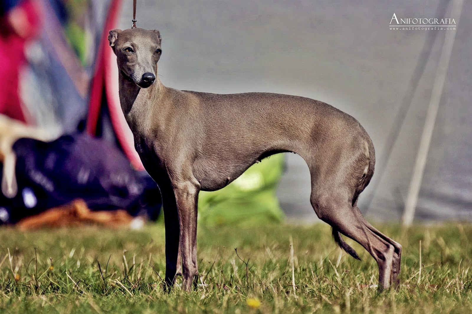 STUPOR MUNDI FCI Italian Greyhound Breeder, Piccolo Levriero Italiano ...