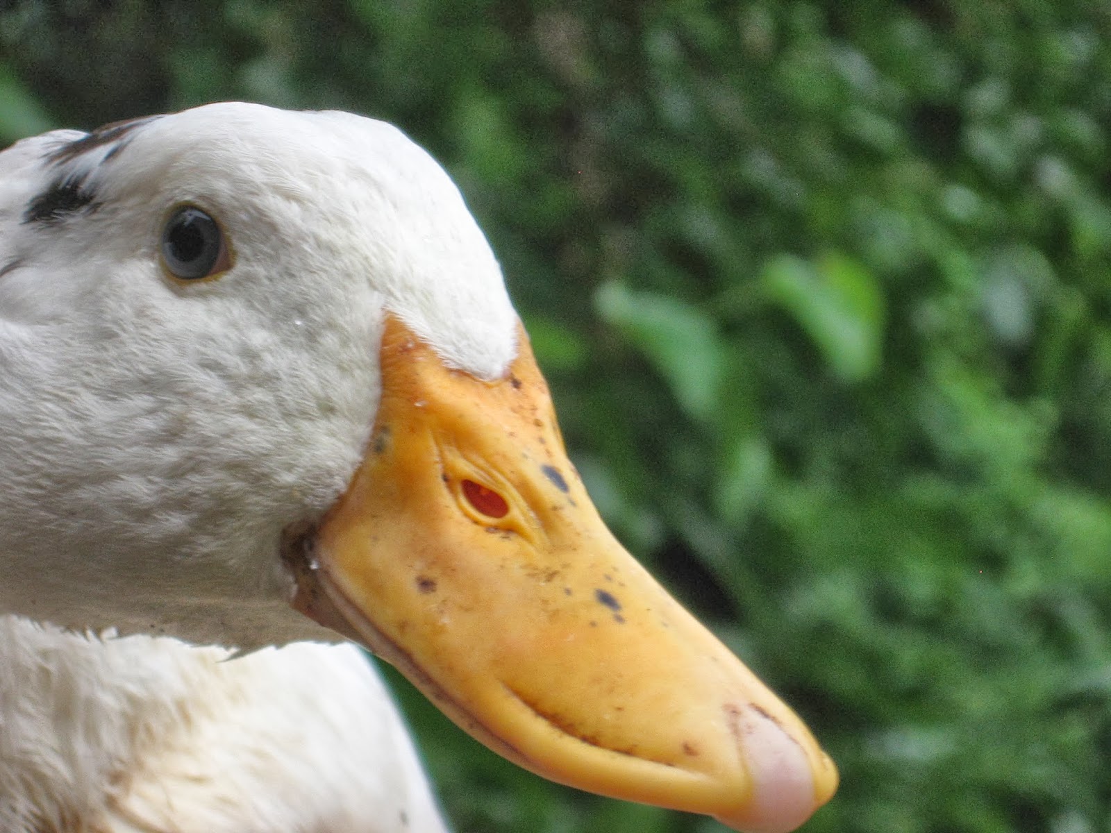 Уточка путешественник инстаграм. Уточка кряк. Уточка кряк. Утка кряк. Утенок кряк вк.