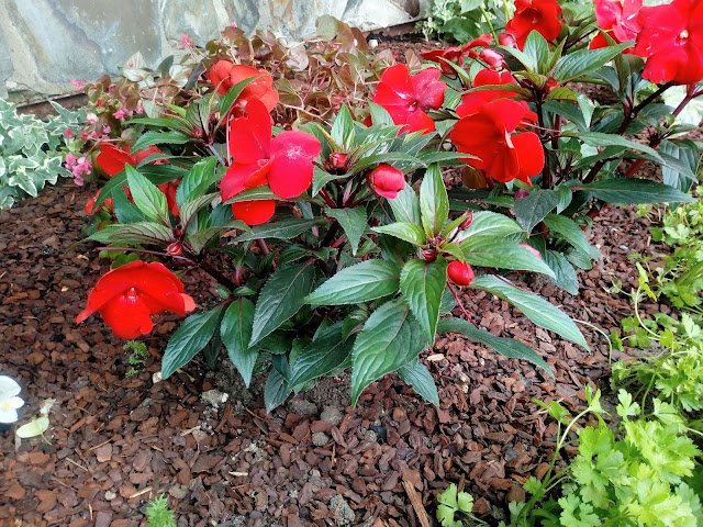 Alegría Guineana (Impatiens hawkeri W. Bull).