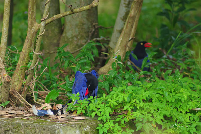 雞南山的台灣藍鵲