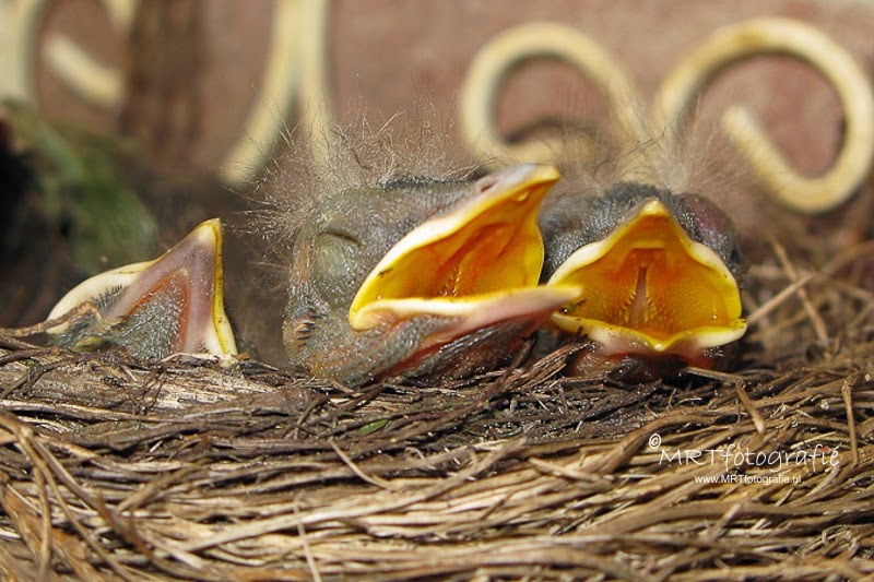 Jong mereltjes in het nest
