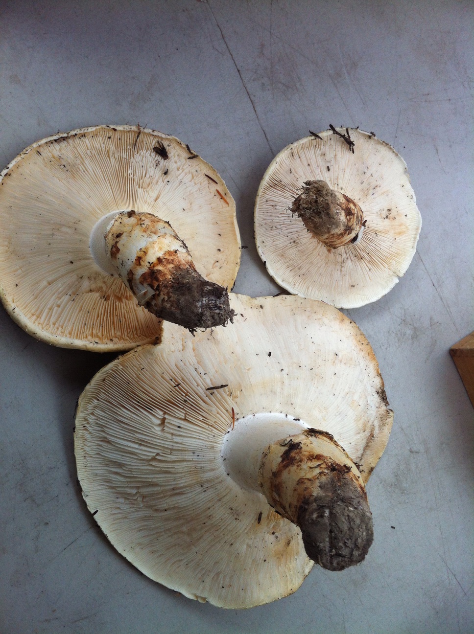 Gourmet Foragables How to find and cook with wild edibles Fall