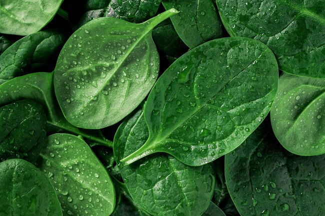 Keto Friendly Vegetables: 8 effective vegetables for weight loss Keto Friendly Vegetables