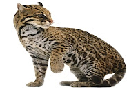 Ocelote