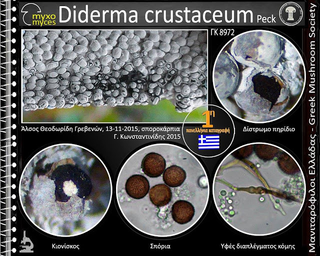 Diderma crustaceum Peck