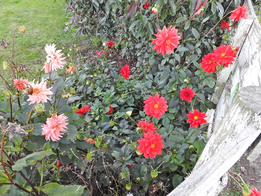 photographing New Zealand my autumn garden