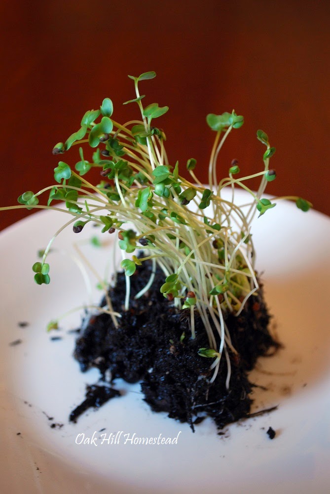 How to Grow Broccoli Sprouts Oak Hill Homestead