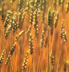 Campo di Grano