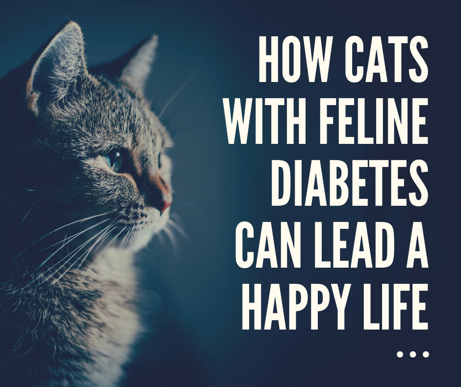 How Cats With Feline Diabetes Can Lead A Happy Life