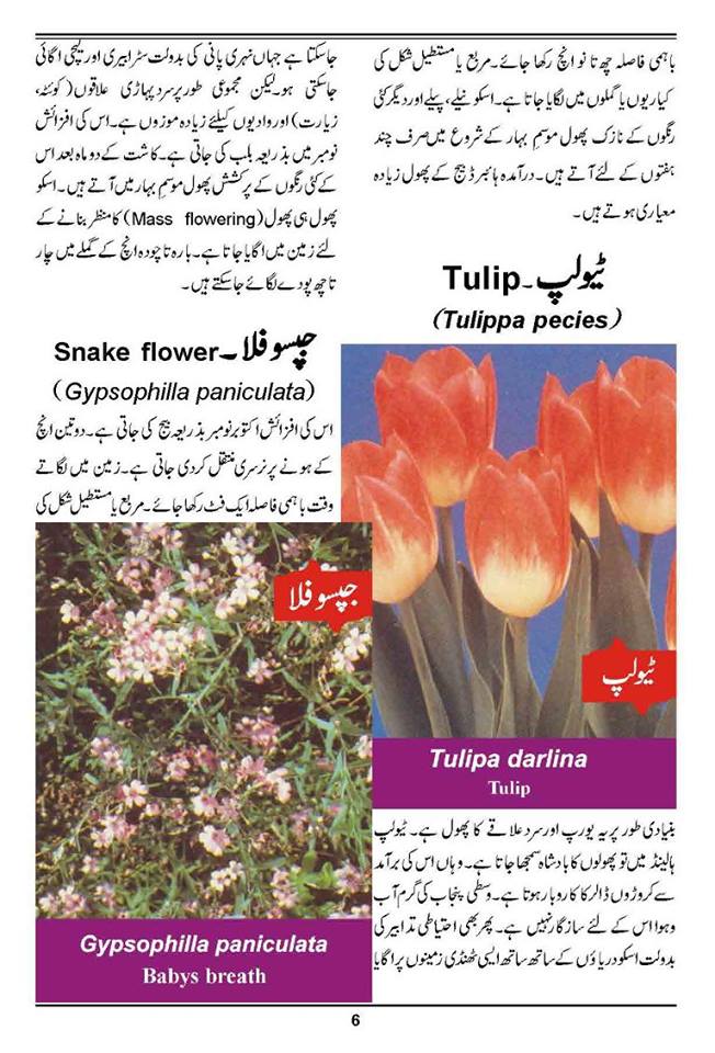 How to Grow Outdoor & Indoor Plants & Flowers Urdu Guide Noons.info