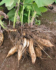 Yacon Root for weight loss