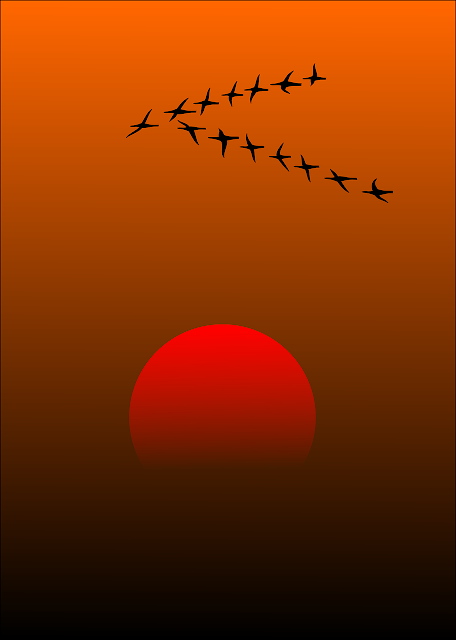 migratory-birds migratory-birds