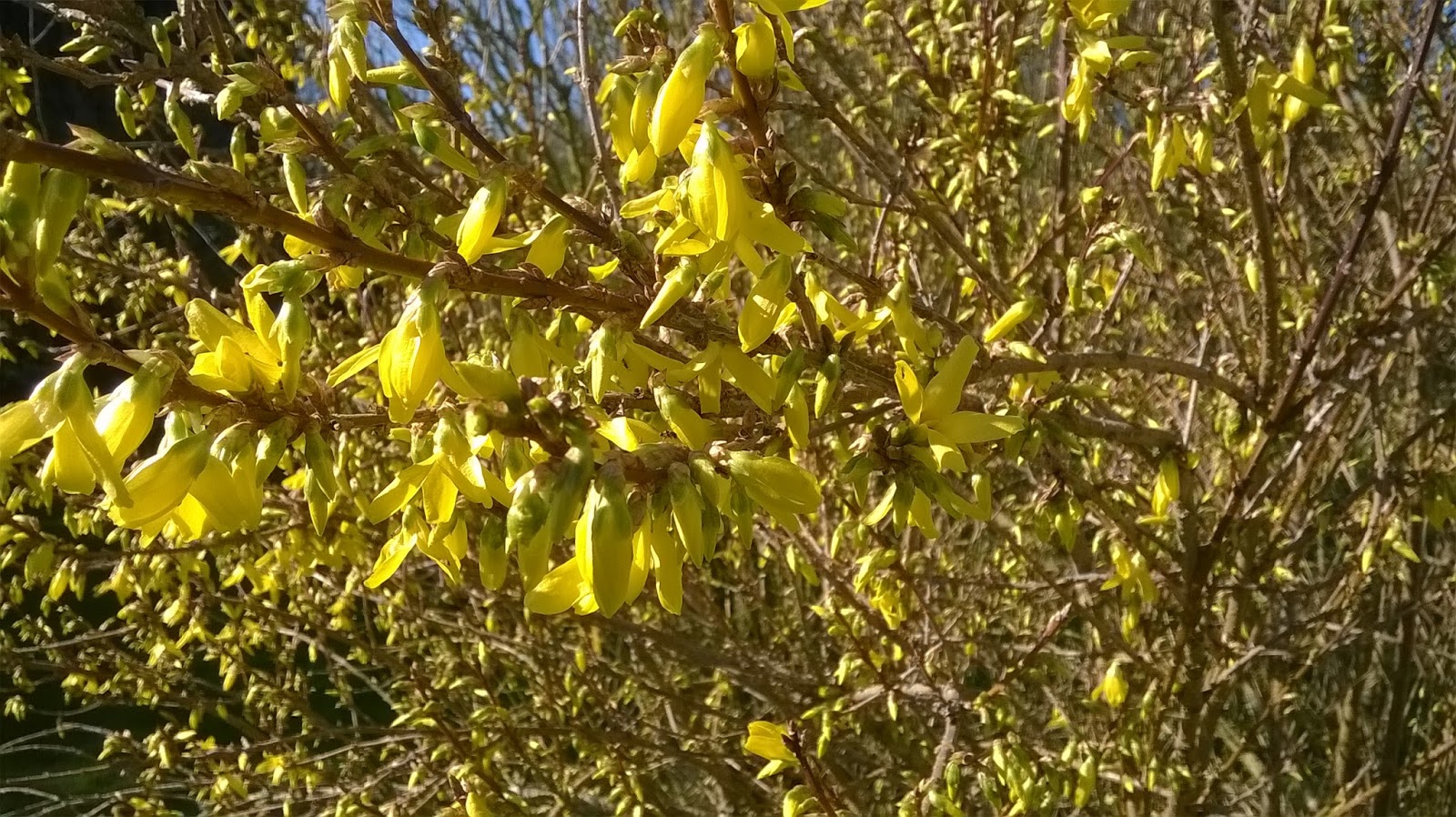 Don T Let Rose Pruning Be A Thorn In Your Side