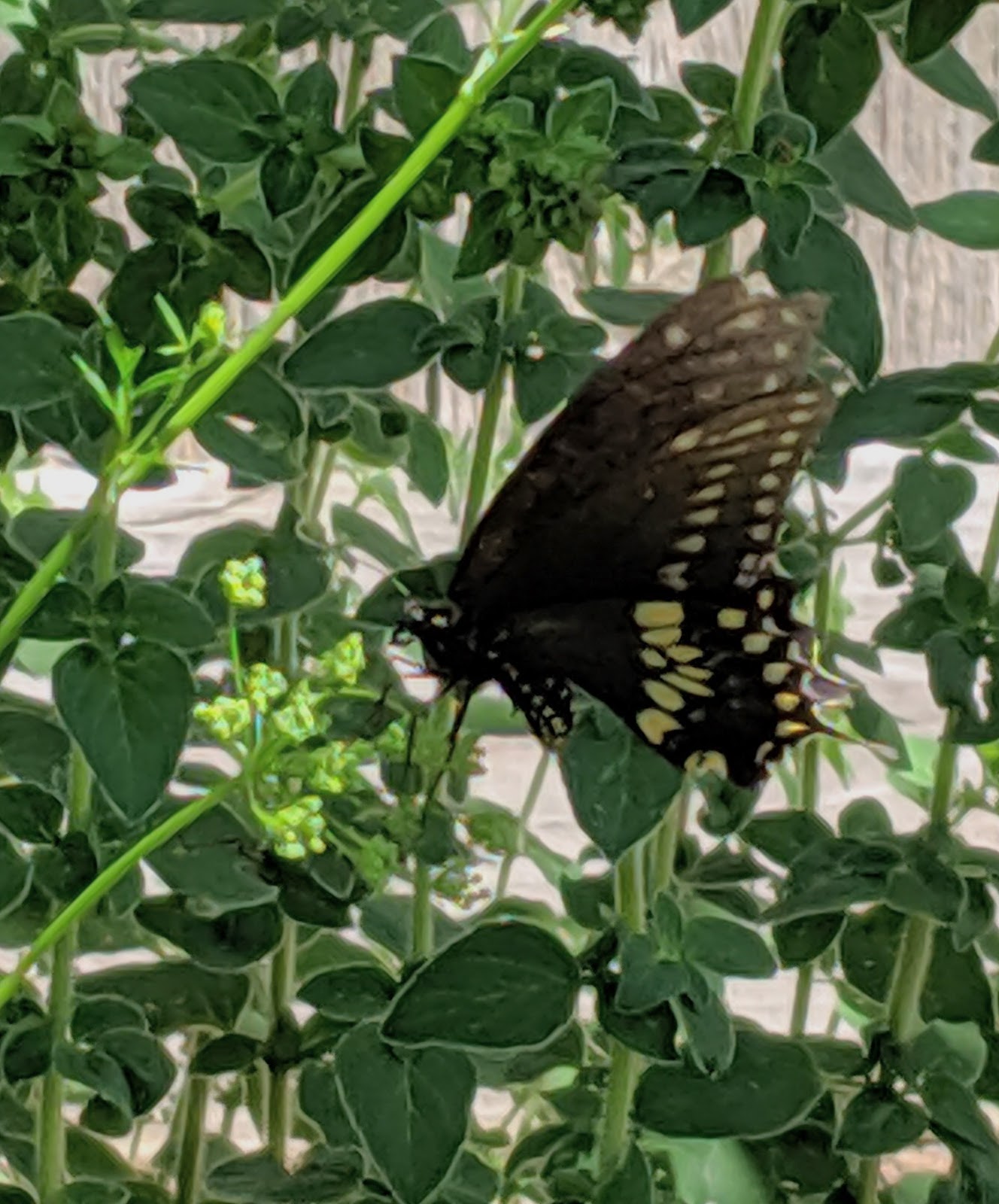 Fetching Butterflies Leak: What Happens Next? - 8y1fu0f