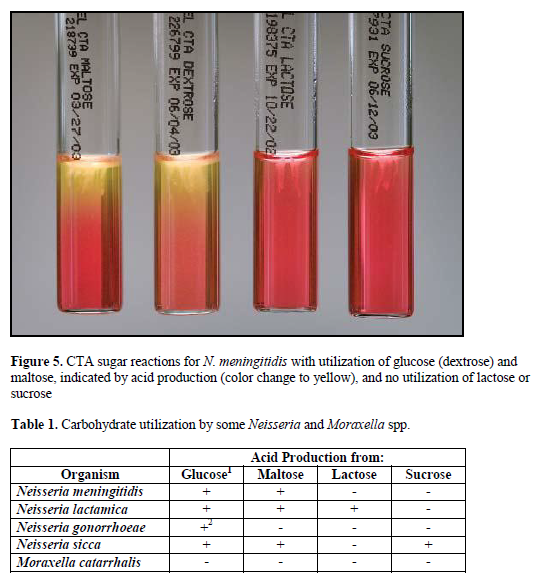 Carbohydrate Utilization By N Meningitidis Cystine Trypticase Agar Cta Method Dermatology Information Research