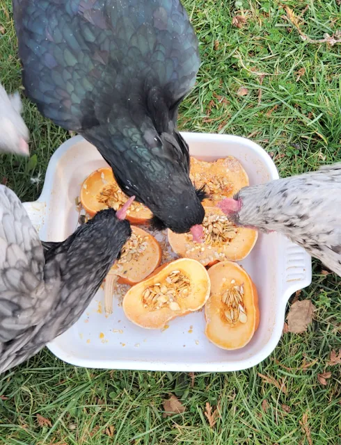 pumpkin treats for chickens