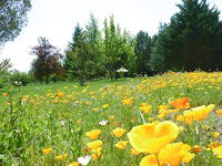 Wild flowers at Gone Fishin in the orchard