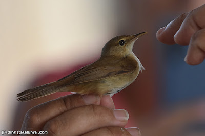 Boscarla de canyar (Acrocephalus scirpaceus)