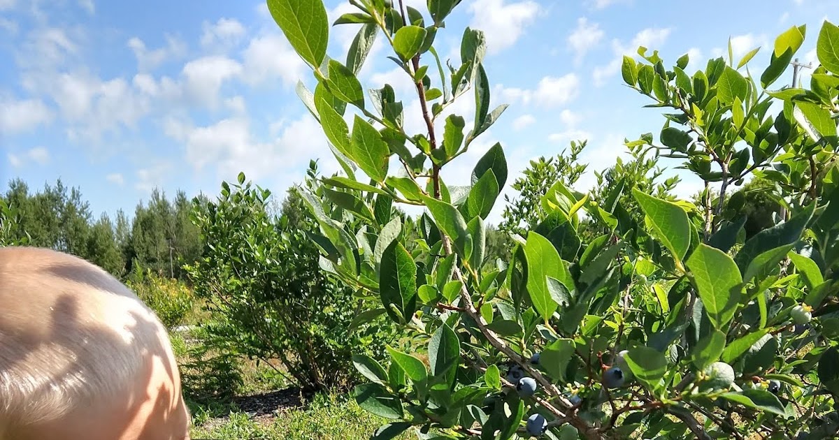 Adventures at Crazy Train Acres Blueberries