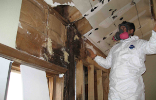 Mold Removal