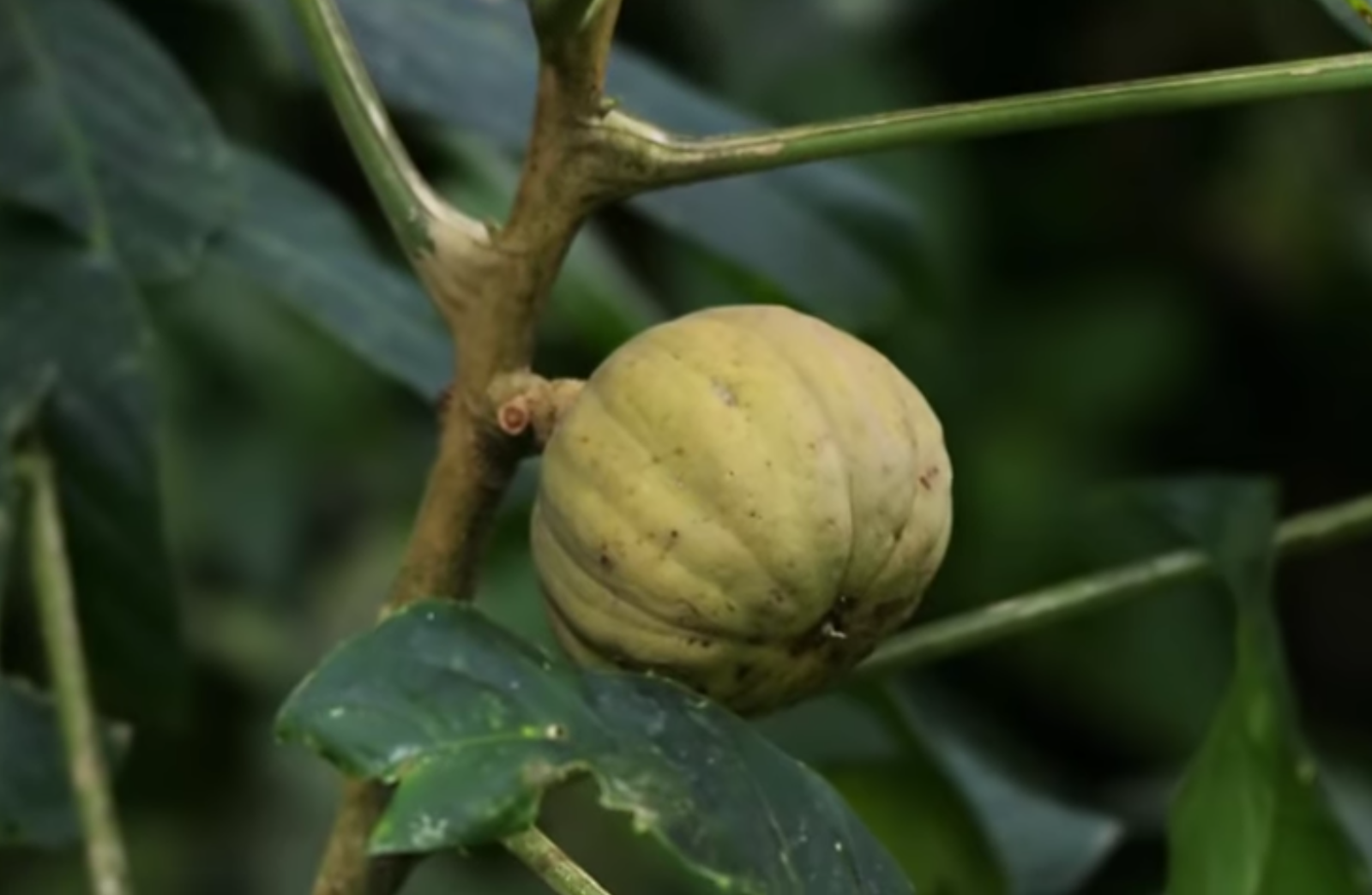 Most Dangerous Tree in The World Ratsasan