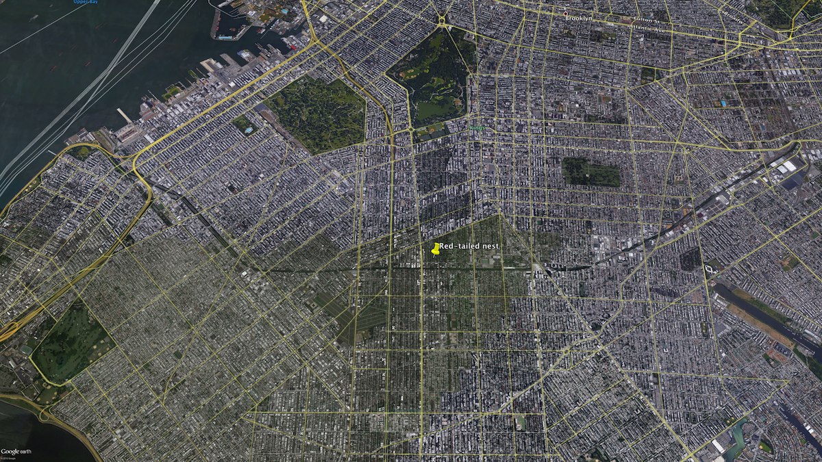 The City Birder Another Brooklyn Redtailed Hawk Nest