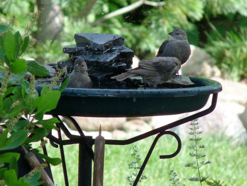 Gardens Inspired Attract wildlife with a bird bath