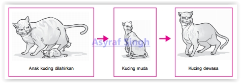 Mengenal Macam-macam Daur Hidup Hewan - Knowledge and encyclopedia