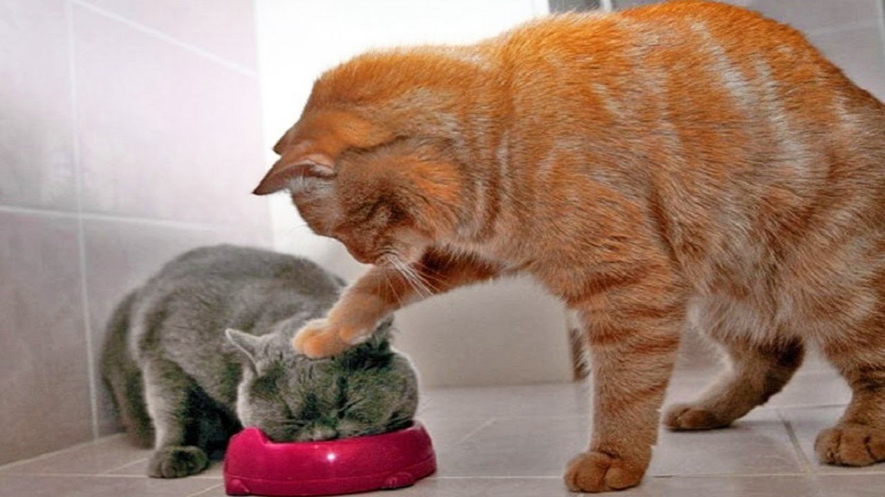 Funny Cats And Dogs Try Not To Laugh Or Grin Unique Pictures