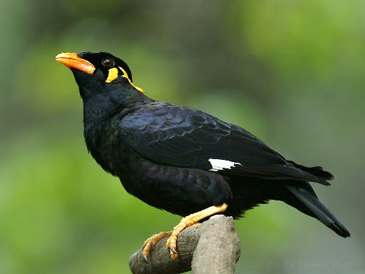 Download Mp3 Suara Burung Beo Gacor Dan Mahir Bicara Gemar