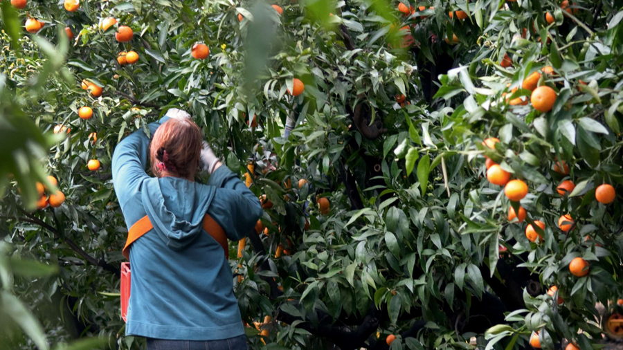 Comment S'appelle L'arbre De La Clémentine Europe Active - Le Mag: La Clémentine de Corse