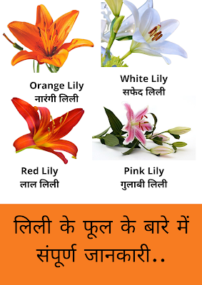 लिली का फूल : lily flower in Hindi - English