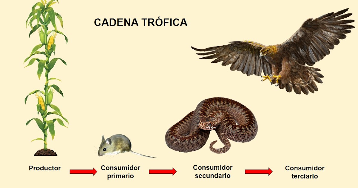 FLUJO DE MATERIA Y ENERGÍA ENTRE LOS SERES VIVOS EN LOS ECOSISTEMAS FLUJO DE MATERIA Y ENERGÍA ENTRE LOS SERES VIVOS EN LOS ECOSISTEMAS