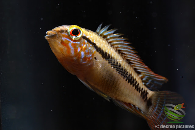 Apistogramma sp. unibrow