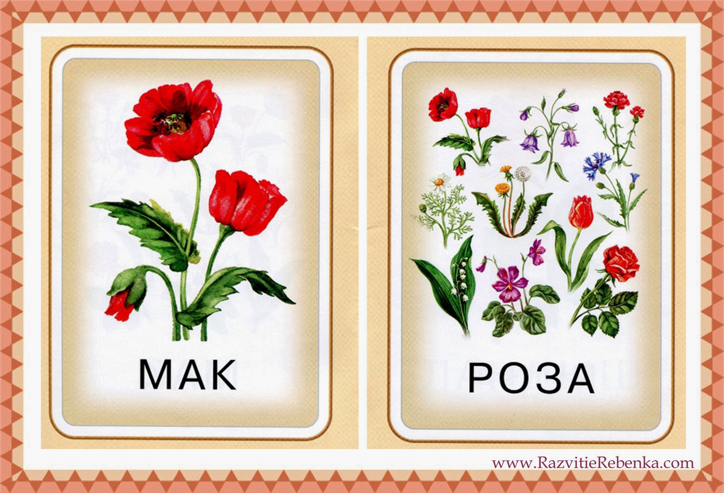 Растения на букву м. Карточки с изображением цветов. Цветы карточки для детей. Карточки цветы для дошкольников. Садовые цветы карточки для детей.