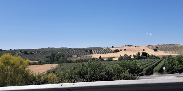 Golden Fields & Olive Groves