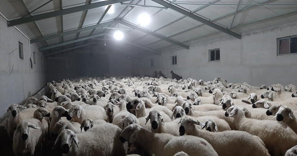 firsatçilar iş başında kuzu baskül 10 tl birden düşürdüler