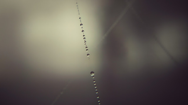 Morning dew original Spider web