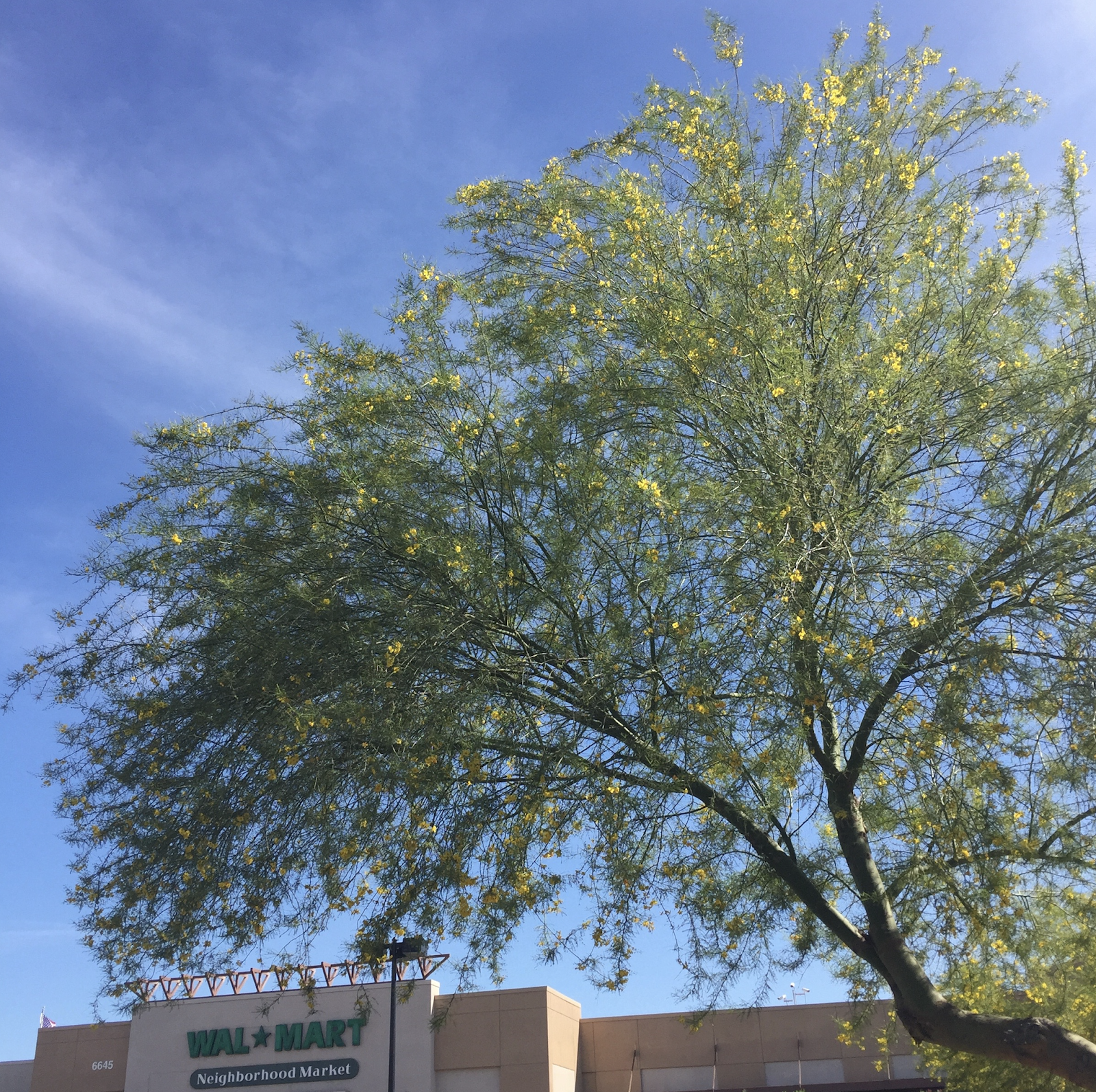 History Adventuring The Parking Lot Trees of Phoenix, Arizona