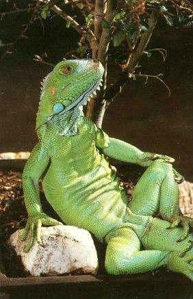 Funny Lizards - Relax like Lizards, Amazing Photos...